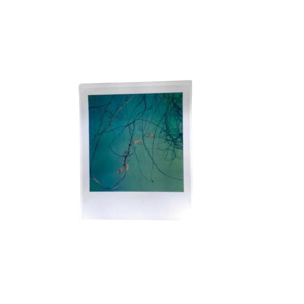 Tree Branches Leaf Leaves Art Print Original Photography Professional Decor Wall - Picture 2 of 4